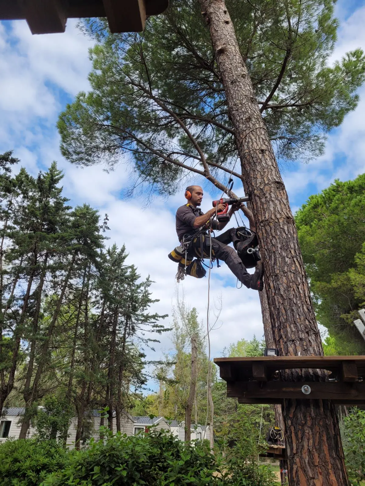 Technicien grimpeur Accros Concept installant un parcours accrobranche dans les pins
